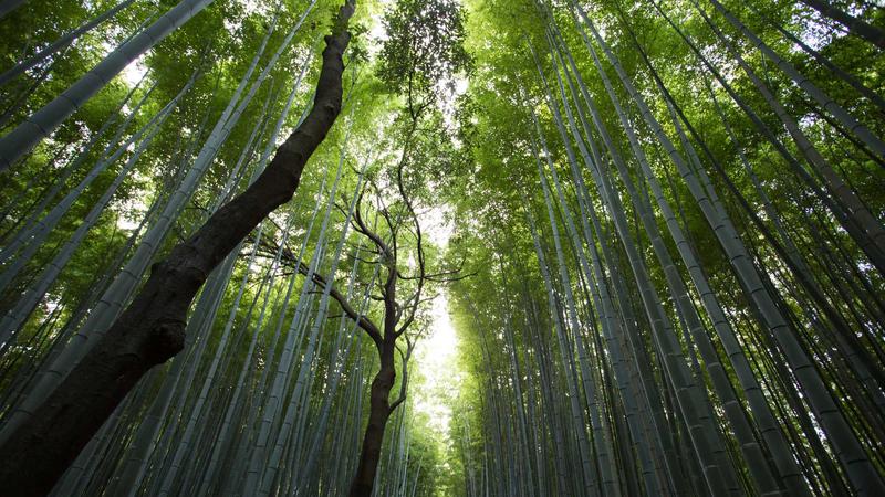 禁漫天堂品牌词搜索热度与社区讨论关系图