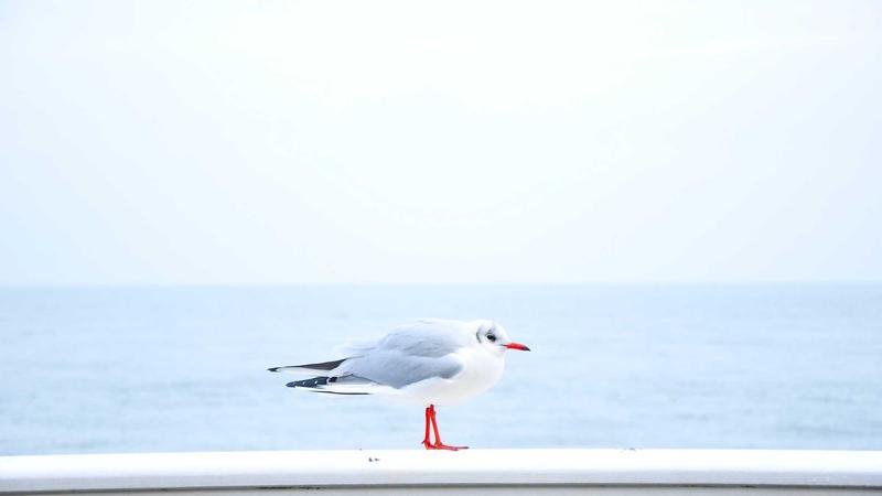 jmtt视频节点技术架构示意